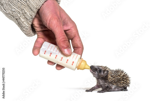 Helping human hand give food with a feeding bottle a Young European hedgehog, isolated