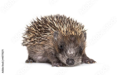 Young European hedgehog looking at the camera, isolated on white