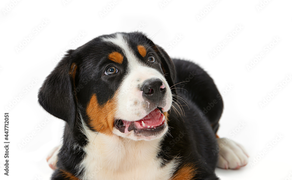 Great Swiss Mountain Dog puppy isolated on white background. Close-up of a dog's face looking up.