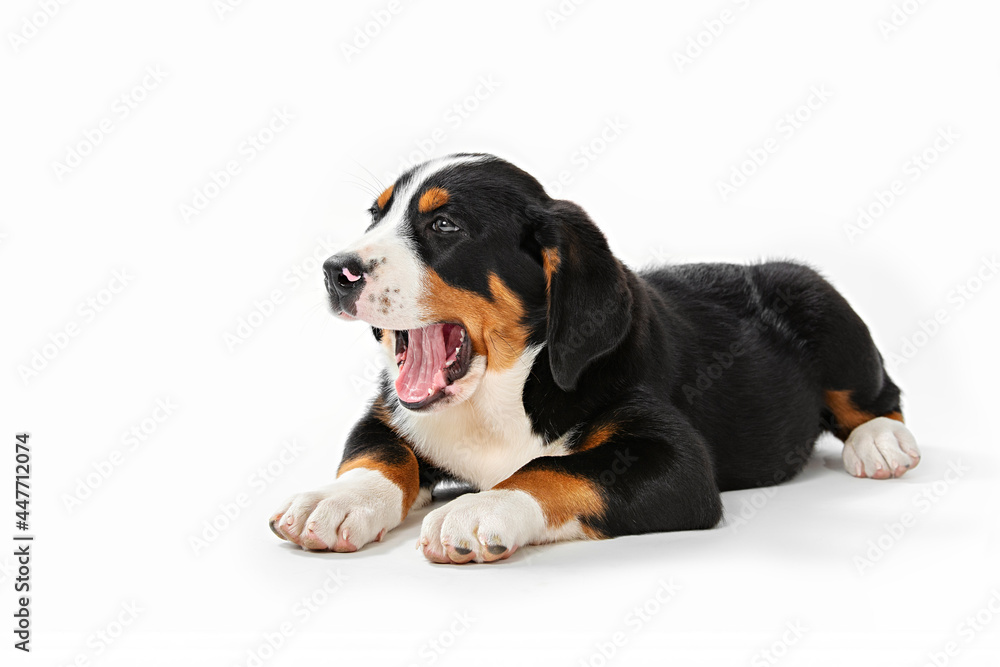 Great Swiss Mountain Dog puppy isolated on white background. A satisfied well-fed dog lies with its mouth open and its tongue sticking out. Great Swiss Mountain Dog puppy isolated on white background. A satisfied well-fed dog lies with its mouth open and its tongue sticking out.