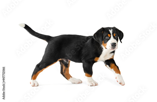 Great Swiss Mountain Dog puppy isolated on white background. A cute tricolor dog in full growth. © Flowers Сolors