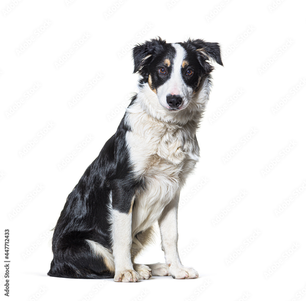 Black and white  border collie Sitting looking at camera