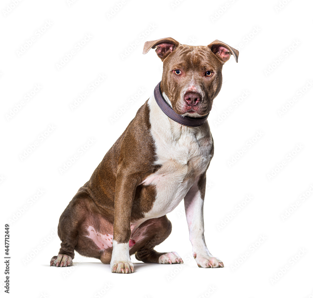 American Staffordshire terrier Sitting isolated on white