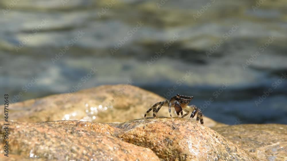 Closeup of a marbled rock crab eating algae on the stone near the water Closeup of a marbled rock crab eating algae on the stone near the water