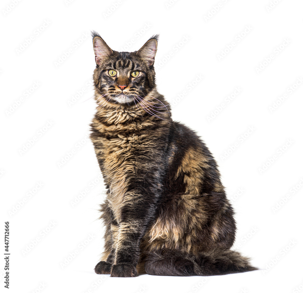 Sitting maine coon cat looking at camera isolated on white