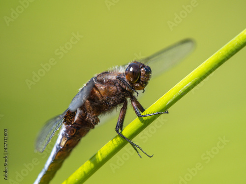 Broad-bodied Chaser on a Reed © Stephan Morris 