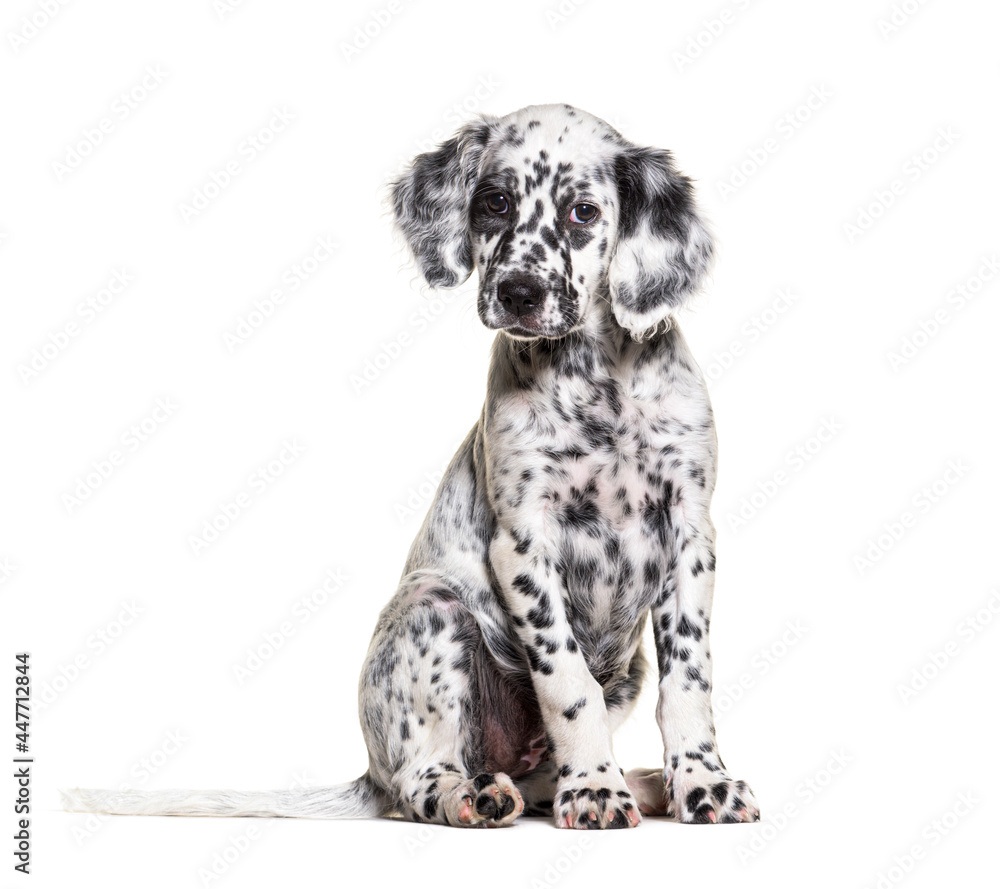 Sitting Puppy english setter spotted black and white, two months old, Isolated Sitting Puppy english setter spotted black and white, two months old, Isolated