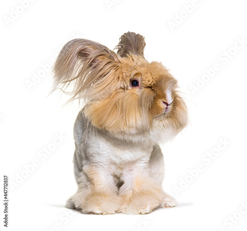 groomed Angora rabbit looking at the camera  isolated on white
