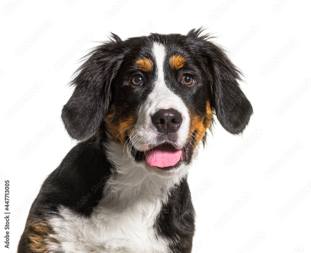 Head shot of a panting Bernese Mountain Dog, isolated on white