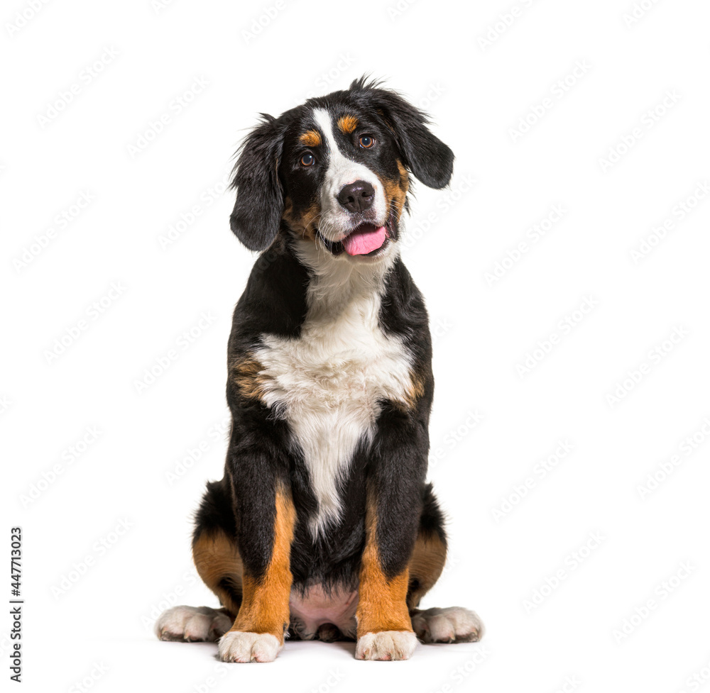 Sitting Bernese Mountain Dog panting, looking away, looking up, isolated on white