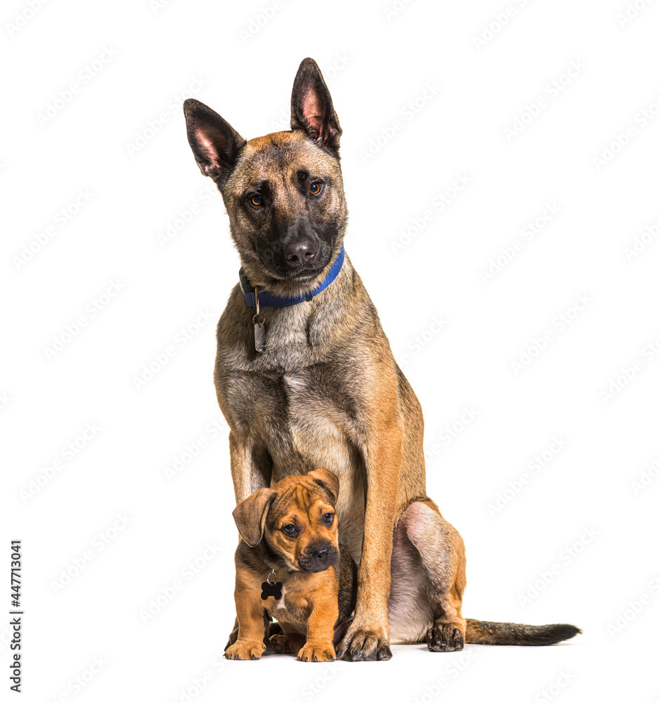 puppy crossbreed dog and a malinois Sitting, isolated puppy crossbreed dog and a malinois Sitting, isolated