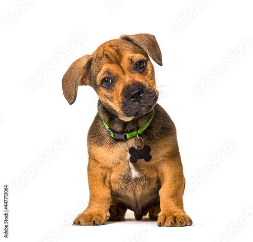 Small Sitting brown puppy crossbreed dog  isolated  wearing a green collar and a tag ID