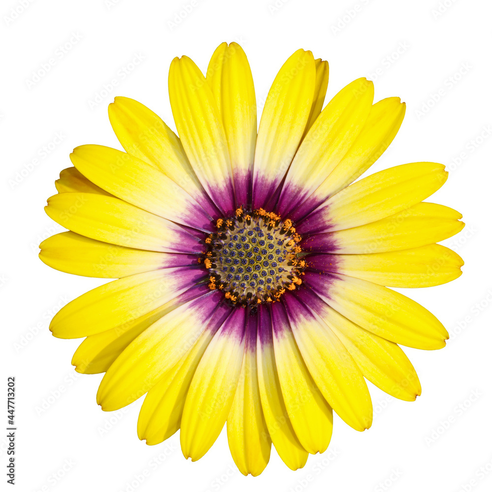 Yellow arctotis flower on white background Yellow arctotis flower on white background