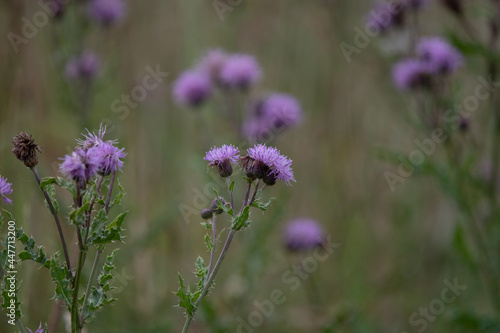 Scottish wildflower thistle