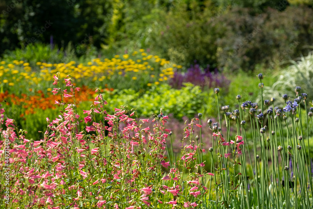 Colourful garden planted in the naturalistic style of the New Perennial movement, with emphasis on layering, structure, form and wide colour palette. Colourful garden planted in the naturalistic style of the New Perennial movement, with emphasis on layering, structure, form and wide colour palette.