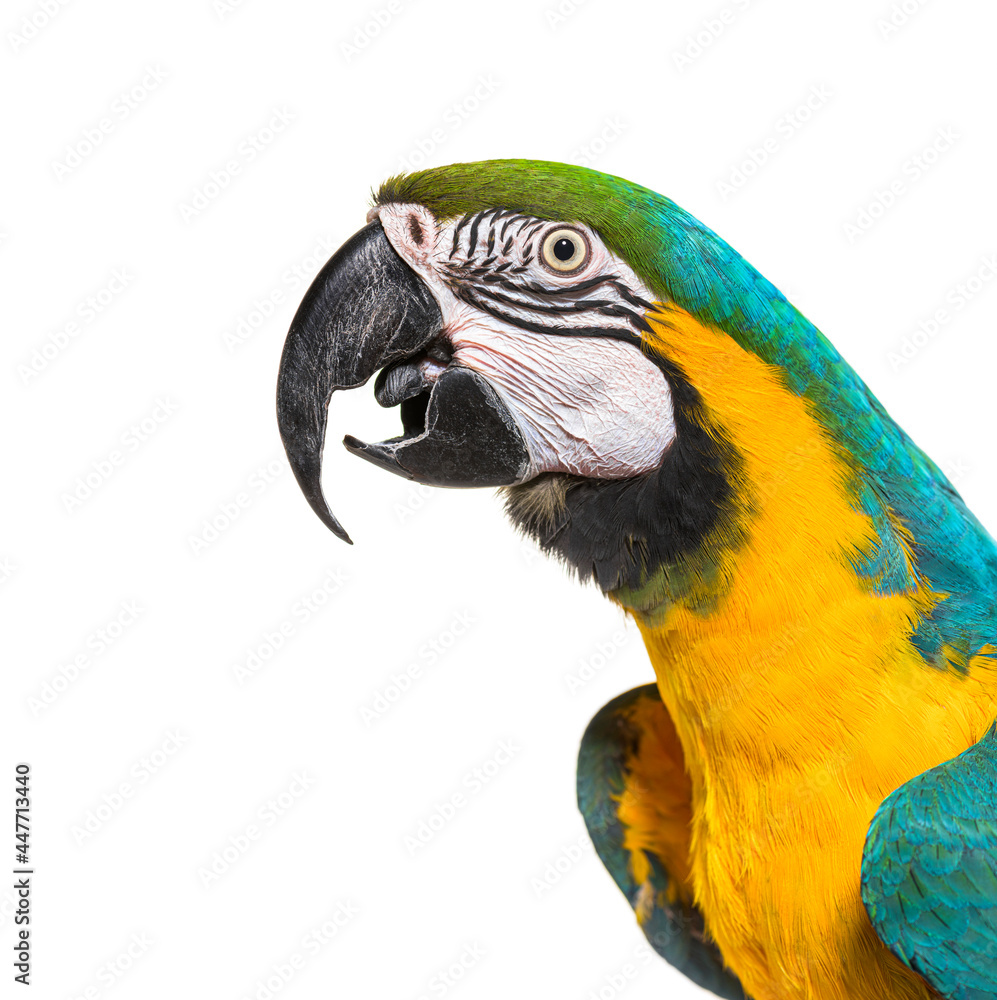 Head shot of a Blue and yellow macaw beak open, isolated on white,