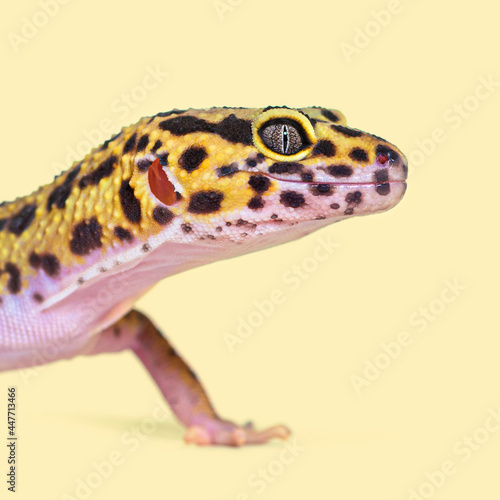Head shot of a Leopard gecko on a cream background