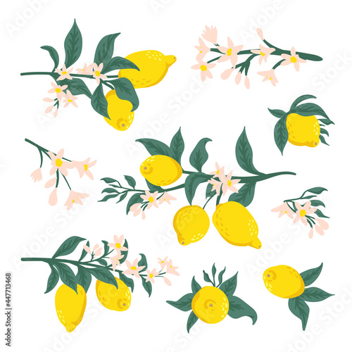 Collection of citrus branches  leaves and flower on a white background. Fruit wreath  lemon vector set. Summer vector cartoon illustration  exotic tropical fruit for label  juice packaging