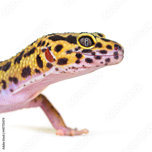 Side view Head shot of a Leopard gecko, isolated on white