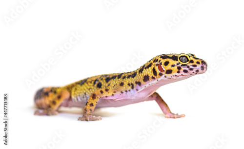 Side view of a Leopard gecko, isolated on white