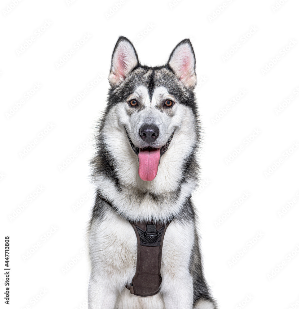 Head shot of a panting Alaskan Malamute wearing harness, isolated on white