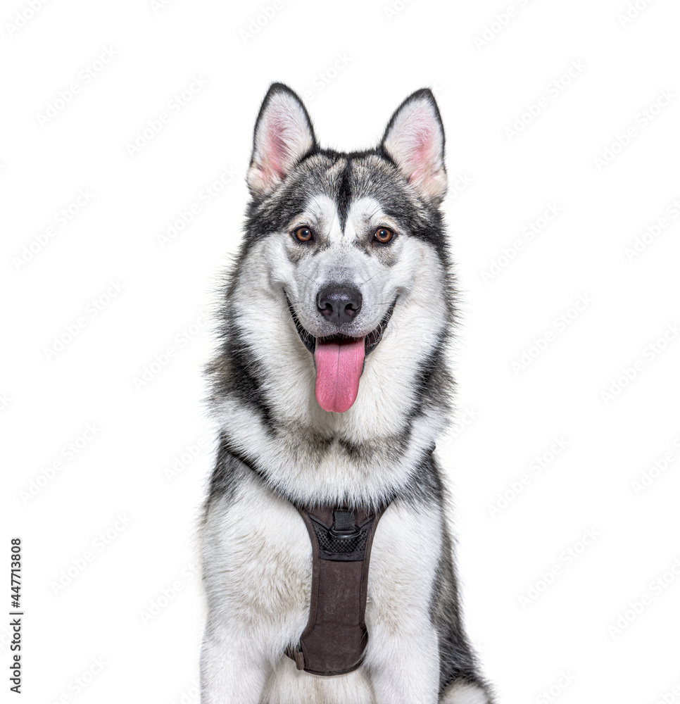 Head shot of a panting Alaskan Malamute wearing harness, isolated on white Head shot of a panting Alaskan Malamute wearing harness, isolated on white