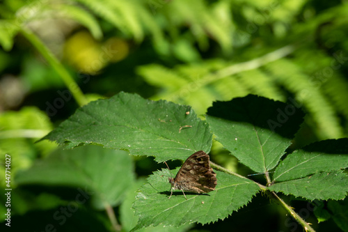 woodland brown butterfly lopinga achine resting on the leaf of a bramble © Penny