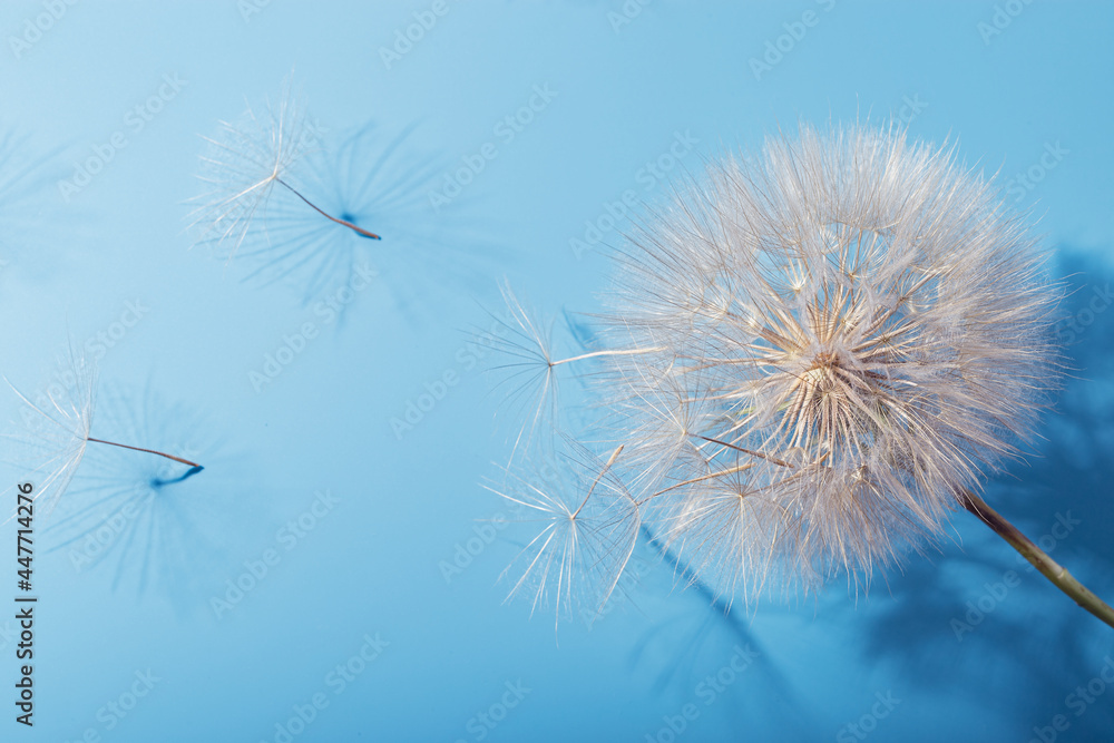 Fototapeta premium White fluffy dandelion in sunlight on blue background. Bright sunny flower with fly seeds close up.