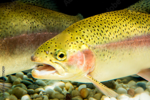 Fototapeta Naklejka Na Ścianę i Meble -  Rainbow trout