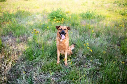 Schäferhund Mischling (Rüde, ca. 6 Jahre alt) Outdoor © Michael
