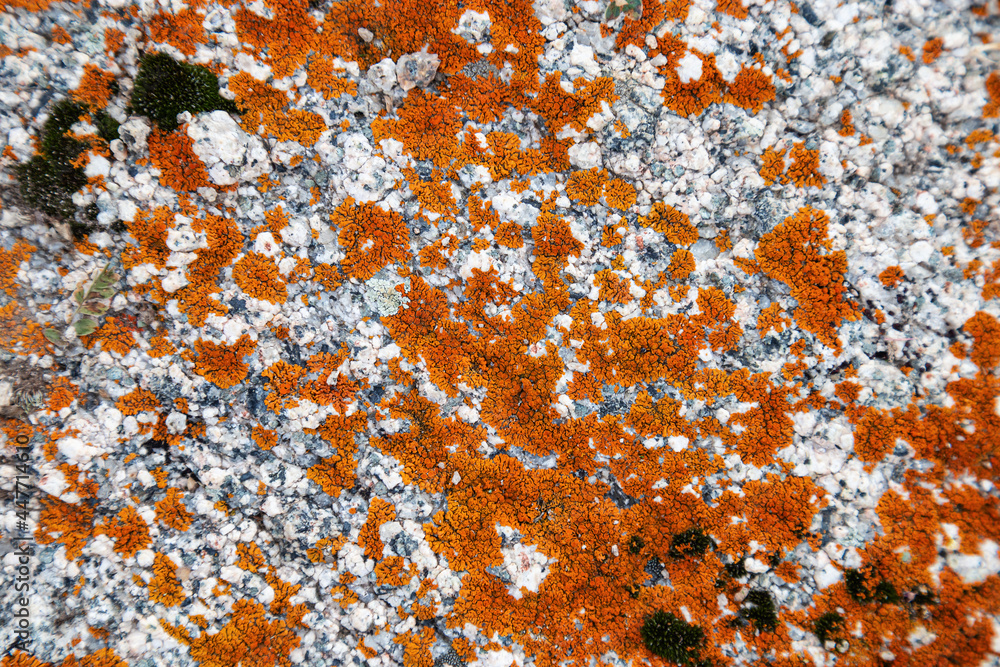 Moss and lichen growing on grey rock. Natural texture background with bright colorful vegetation on stone. Moss and lichen growing on grey rock. Natural texture background with bright colorful vegetation on stone.