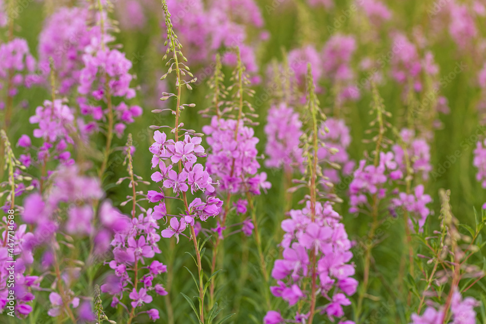 Flowers fireweed or Ivan-tea growing on meadow with sunlight. Delicious and healthy natural herbs, for subsequent fermentation Flowers fireweed or Ivan-tea growing on meadow with sunlight. Delicious and healthy natural herbs, for subsequent fermentation
