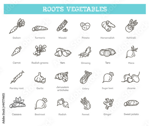 Tablou Canvas Basic root vegetables thin line icon set