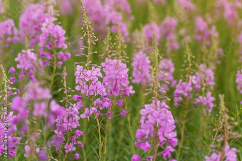 Flowers fireweed or Ivan-tea growing on meadow with sunlight. Delicious and healthy natural herbs  for subsequent fermentation