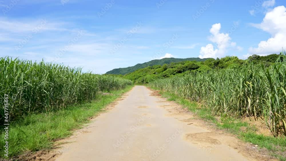 沖縄のさとうきび畑のスローモーション映像 Slow motion video of sugarcane fields in Okinawa 沖縄のさとうきび畑のスローモーション映像 Slow motion video of sugarcane fields in Okinawa