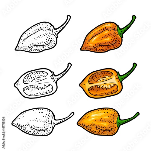 Whole and half pepper habanero. Vector color engraving isolated on white background.