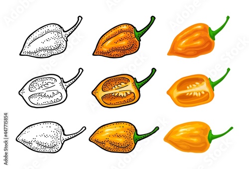 Whole and half pepper habanero. Vector color engraving isolated on white background.