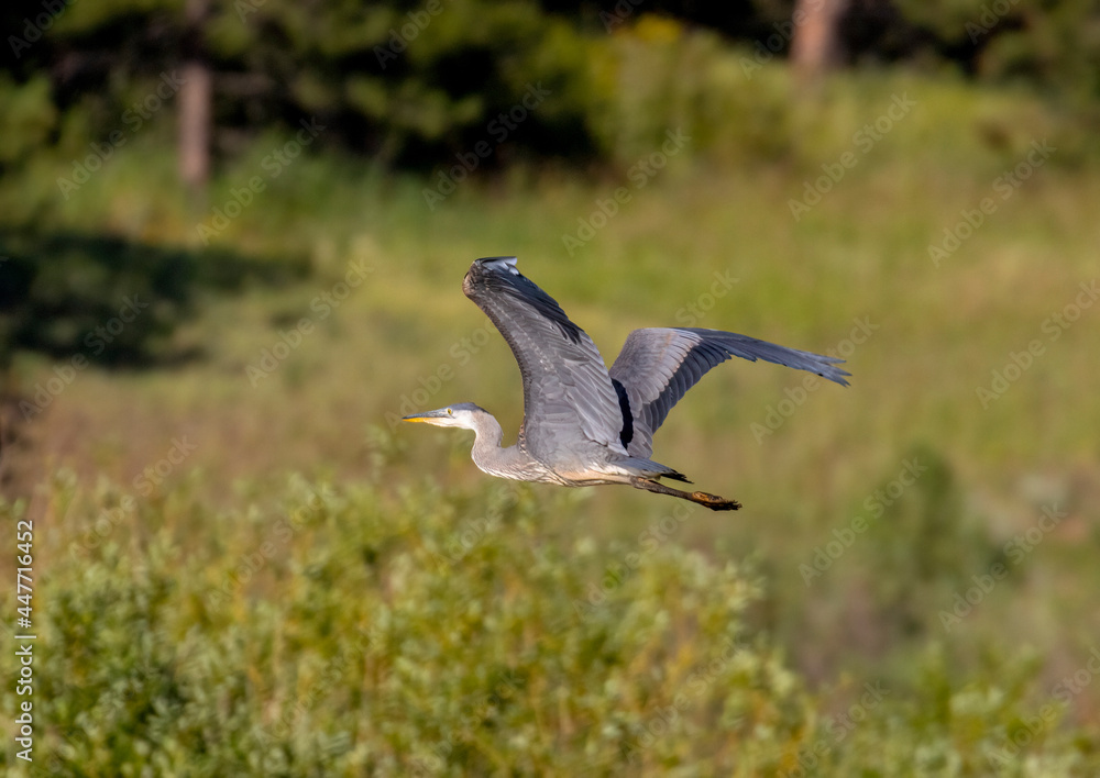 Great Blue Heron at Manitou Lake Great Blue Heron at Manitou Lake