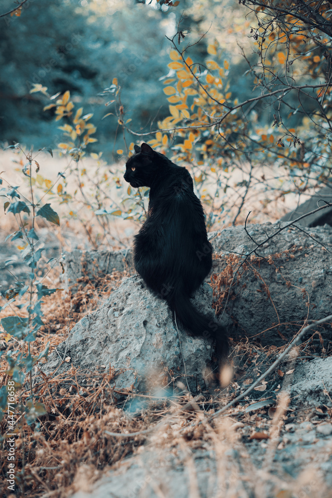 Black cat with yellow eyes sits outdoor in nature . postcard for the international cat day. Vertical shot Black cat with yellow eyes sits outdoor in nature . postcard for the international cat day. Vertical shot