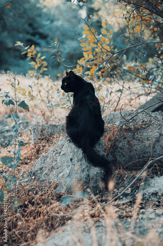 Black cat with yellow eyes sits outdoor in nature . postcard for the international cat day. Vertical shot