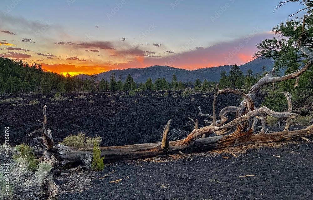 Sunset behind lava flow with weathered tree in front at Sunset Crater