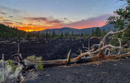 Sunset behind lava flow with weathered tree in front at Sunset Crater
