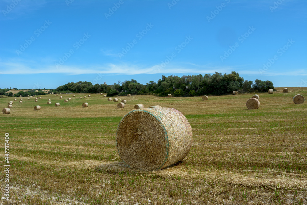 Stacks of straw - bales of hay, rolled into stacks left after harvesting of wheat ears, agricultural farm field with gathered crops rural. Balearic Islands, Majorca, Spain
