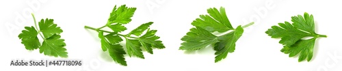 Fresh vegetarian herbs, fragrant parsley with vitamins, set of photo leaves isolated on white background.