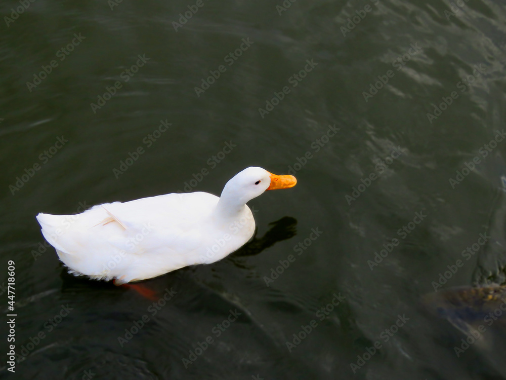 white duck swimming in the water. white duck top view.