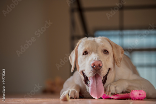 Close up Portrait of a brown - yellow labrador dog looking at the camera with mouth opened and isolated background.