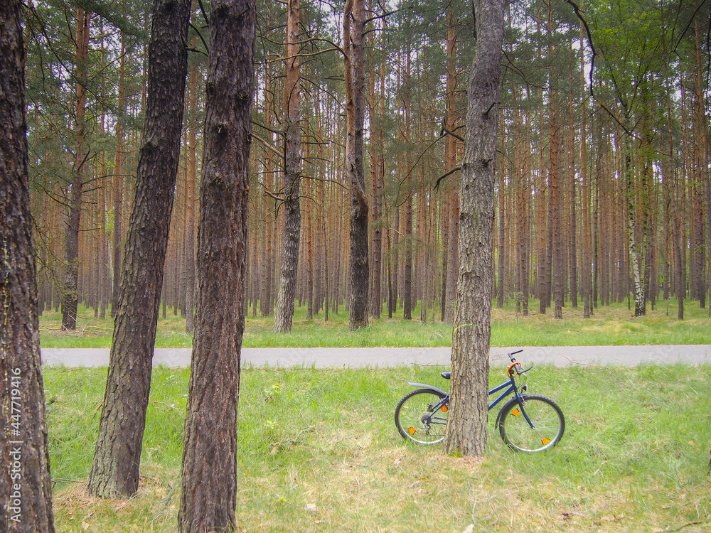 A bicycle lying on a tree along the bike path in the forest A bicycle lying on a tree along the bike path in the forest