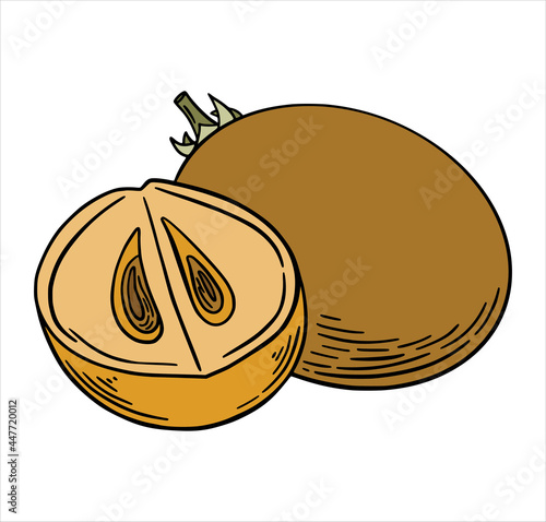 Sapodilla exotic tropical fruit in color hand drawn sketch style isolated on white background. Hand drawn tropical food illustration. Vector illustration.