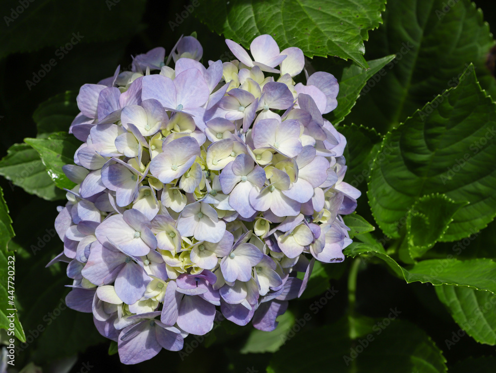 Lilac hydrangea flowers, with the center in the yellow color of the flowers and nature in the background with the green leaves of the plant.
Lilac hydrangea flowers, with the center in the yellow color of the flowers and nature in the background with the green leaves of the plant.