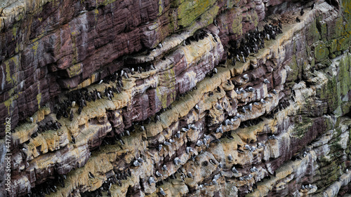 Принти на полотні Guillemots, razorbills and kittiwakes nesting with chicks on the cliffs of Handa